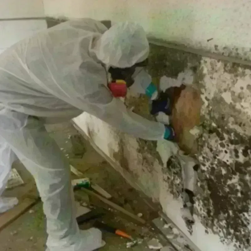 Mold Remediation and Removal in North Lakeville, MA